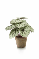 Begonia bush 25cm in terracotta pot aged rond 11cm